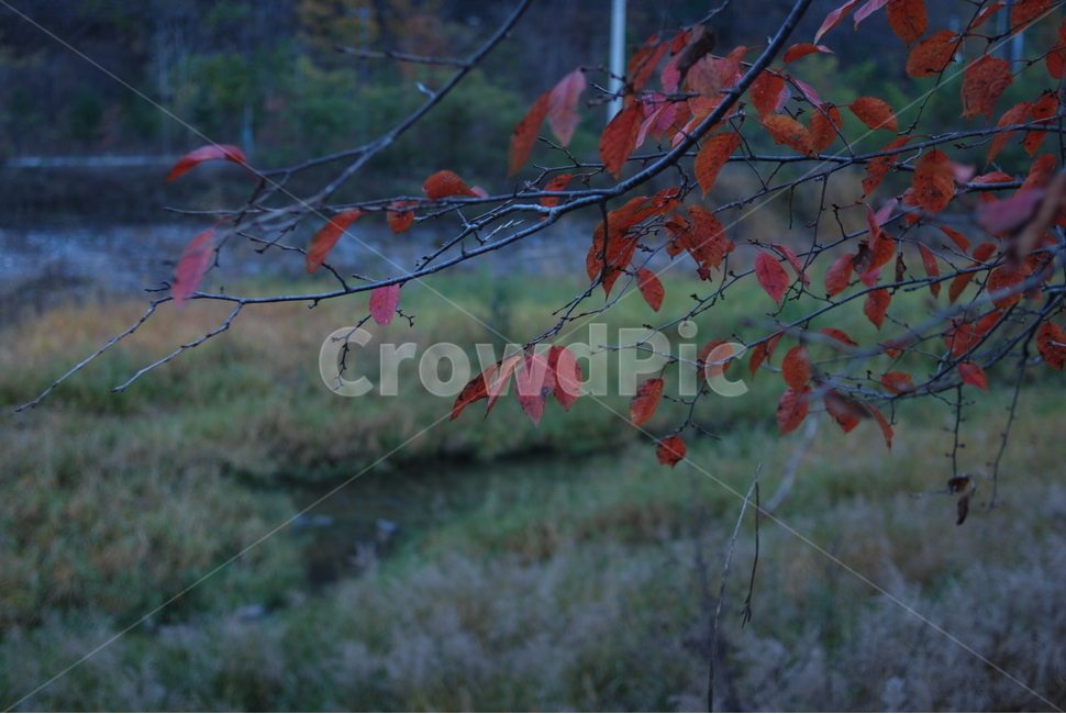 낙엽,단풍,가을,풍경,하천,가을,계절,fall,autumn,season,자연,풍경,nature,landscape,leaf,잎,plant,식물,tree,나무