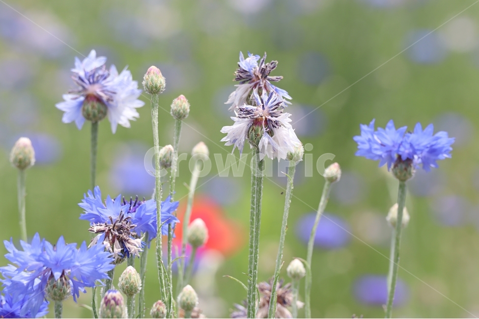 수레국화,보라색,봄,꽃,빛,식물,자연,plants,nature,꽃,flower
