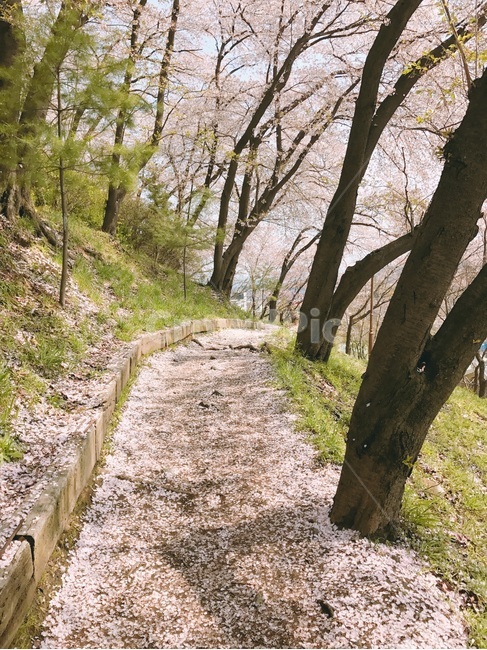 ,봄,계절,spring,season,식물,자연,plants,nature,나무,trees,wood,ground,바닥,road,도로,dirt road,흙길,gravel,자갈,tree,tree trunk,나무 줄기,plant