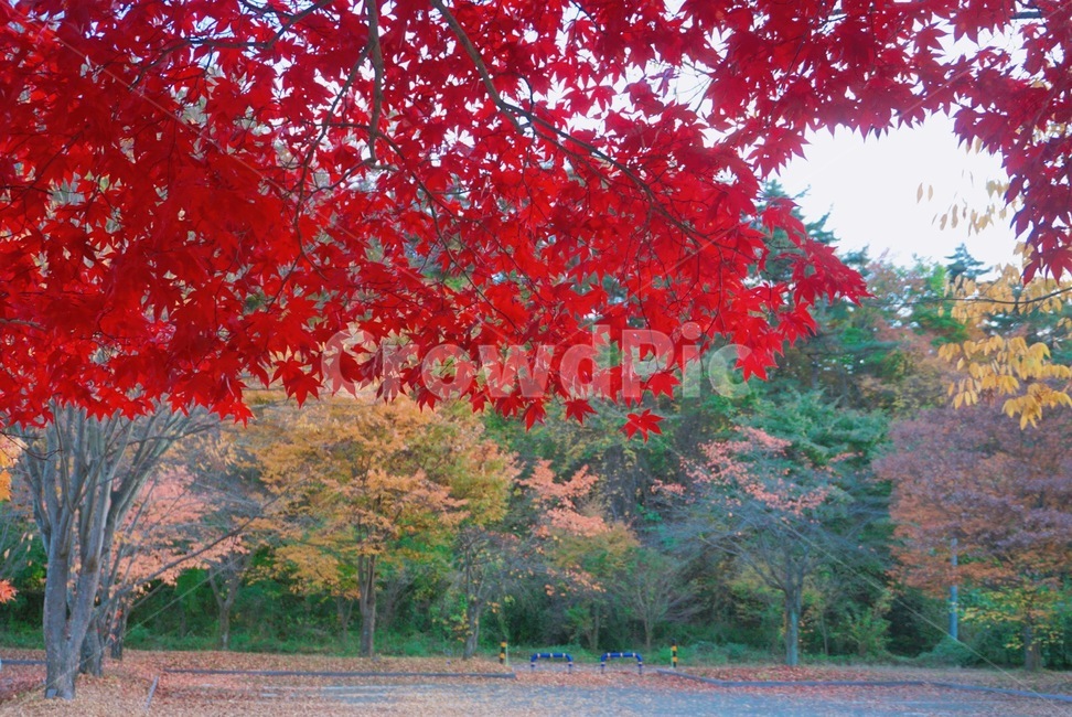 주왕산,주왕산주차장,가을,단풍,풍경