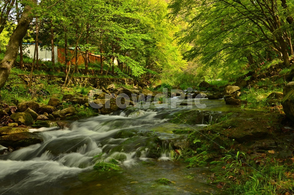 stream,흐름,장성,백양사,신록,연두색,봄,계절,nature,자연,water,물,outdoors,옥외,자연,풍경,nature,landscape,한국자연풍경,한국자연경관,korea nature landscape