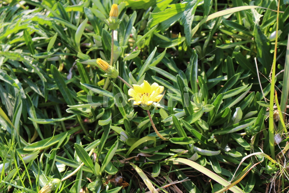 꽃,감성,자연,행복,포근,식물,자연,plants,nature,꽃,flower