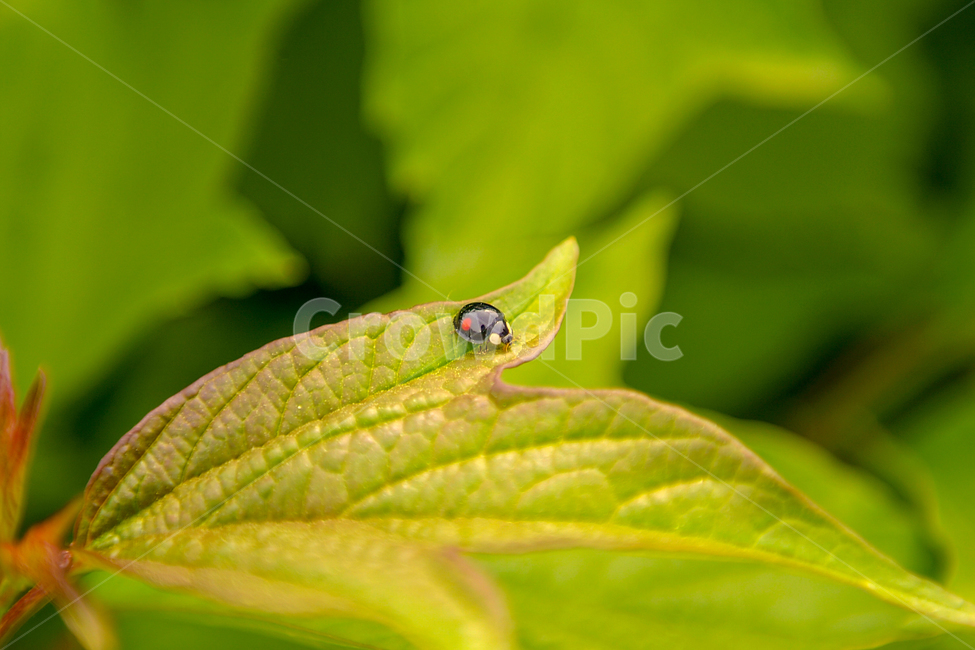 무당벌레,벌레,식물,자연,풀,잎,풀잎,nature,plants,근접샷,접사