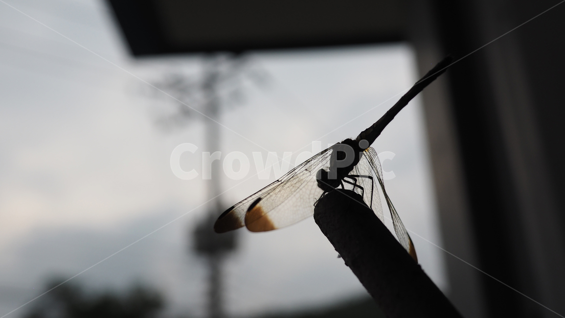 잠자리,곤충,쇠파이프,dragonfly,공원