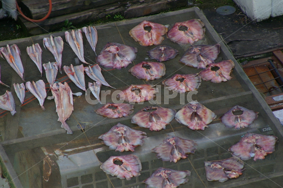 생선,건조,가오리,야외,바닷가,수산물,해산물,fishery products,seafood