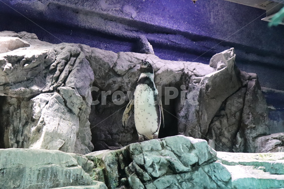 펭귄,penguin,조류,bird,동물,animal,동물,animal,조류,새,birds