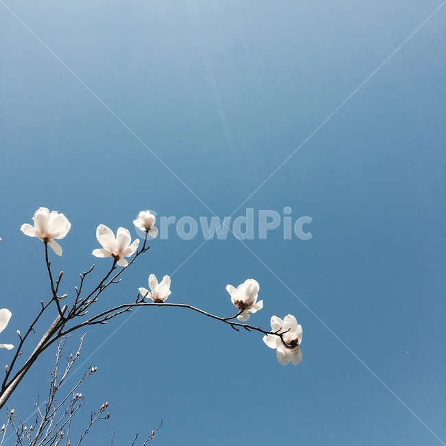 plant,식물,목련,하늘,봄,flower,목련꽃,봄꽃,하얀꽃,순결,하얀,흰꽃,백색,나무꽃,우아한,꽃잎,화이트,4월,springflowers,white,목련나무,봄배경,식물,자연,plants,nature,꽃,flower