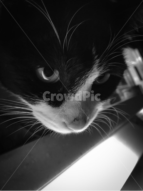 cat,고양이,animal,동물,pet,길고양이,흑백사진,대비강한,동물사진,애완동물,동물,animal,포유류,mammal,고양이,cat,kitten,kitty,흑백,모노톤,monochrome,black and white