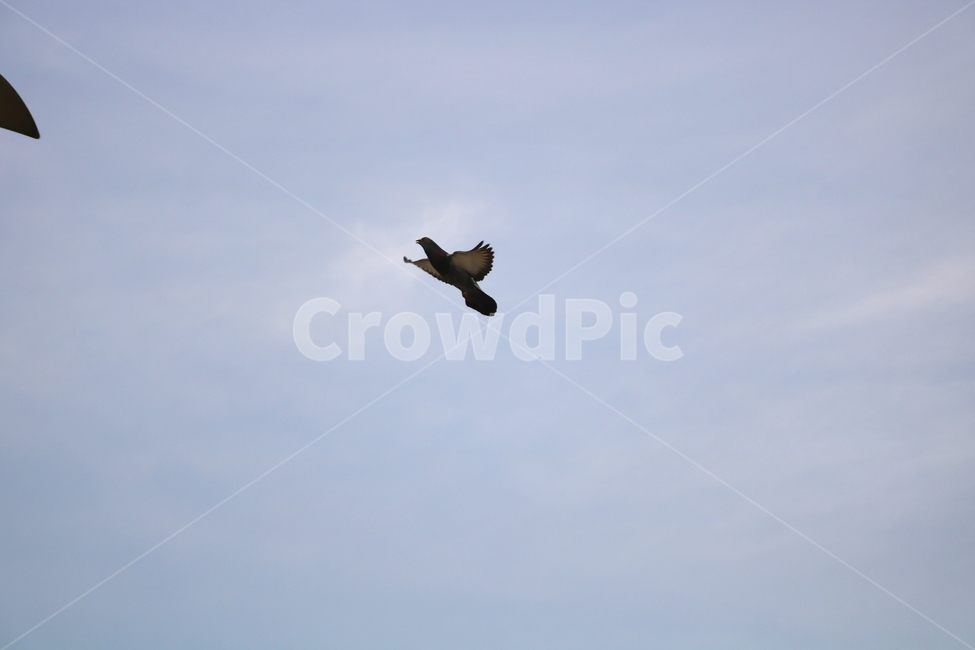 비둘기,새,조류,동물,공원,날개,자연,하늘,동물,animal,조류,새,birds
