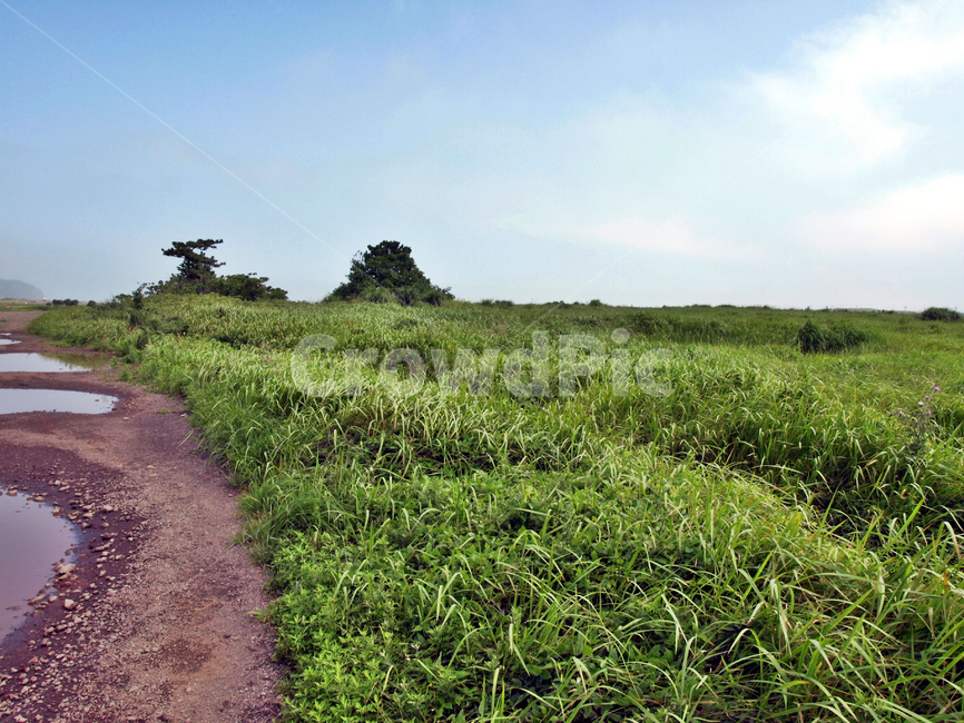 알뜨르비행장,올레10코스,올레,서귀포시,제주,올레길,자연,풍경,nature,landscape,dirt road,흙길,road,도로,gravel,자갈,outdoors,옥외,grassland,목초지,field,들