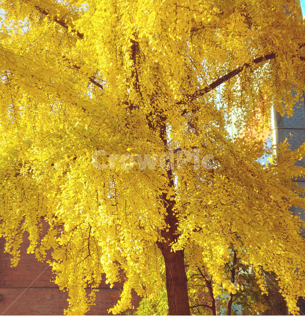 은행나무,단풍,은행잎,가을,계절,fall