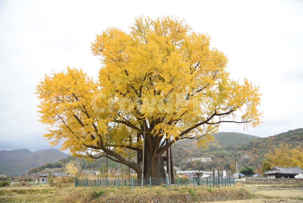 노거수,은행나무,구량리,tree,나무,plant,식물,보호수,울산,가을,계절,fall,autumn,season,식물,자연,plants,nature,나무,trees,wood