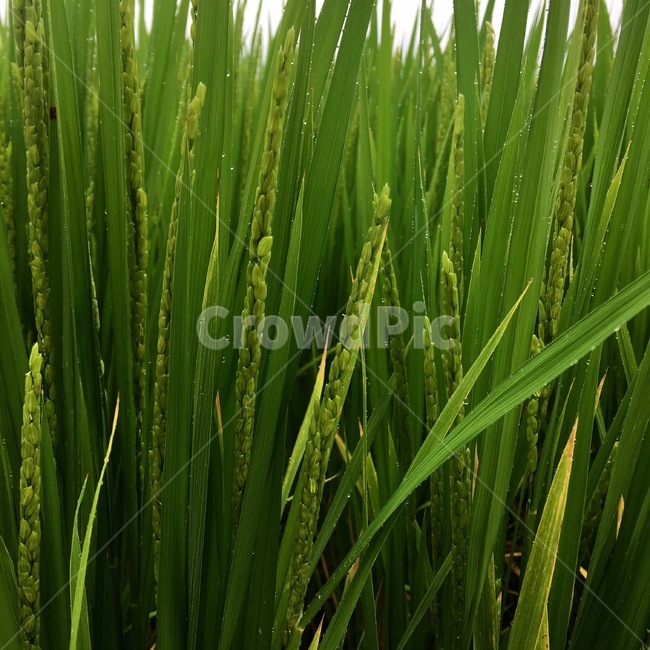 자연,힐링,식물,풍경,초록,벼,풀,이슬,식물,자연,plants,nature