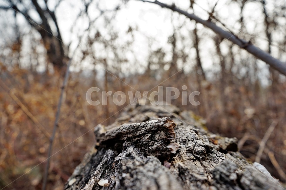 겨울,산,나무,숲,자연,고목,나무등걸,벌목,그루터기,tree,wood,treestump,고목나무,나뭇등걸,밑동,나무,trees,wood