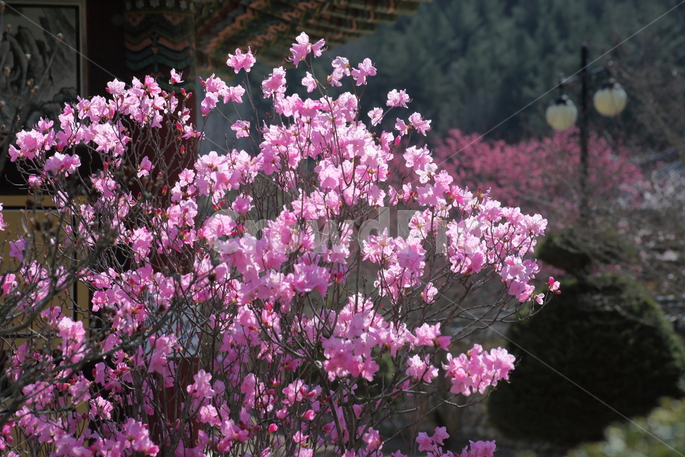 진달래,참꽃,두견화,koreanrosebay,봄