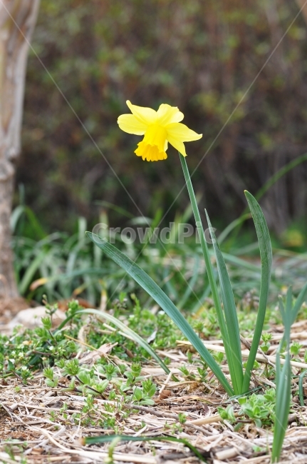 수선화,꽃,꽃사진,노랑,감성,식물,자연,plants,nature,꽃,flower