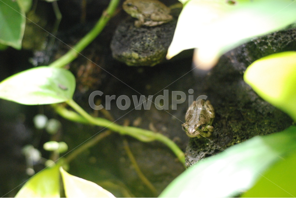 자연,개구리,돌,나뭇잎,초록색,한마리,귀여움,동물,animal,파충류,양서류,reptile,amphibian