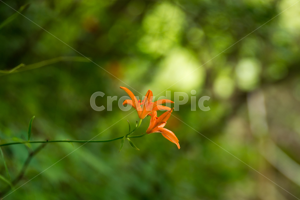나리,털중나리,야생화,꽃,식물,flower,plants