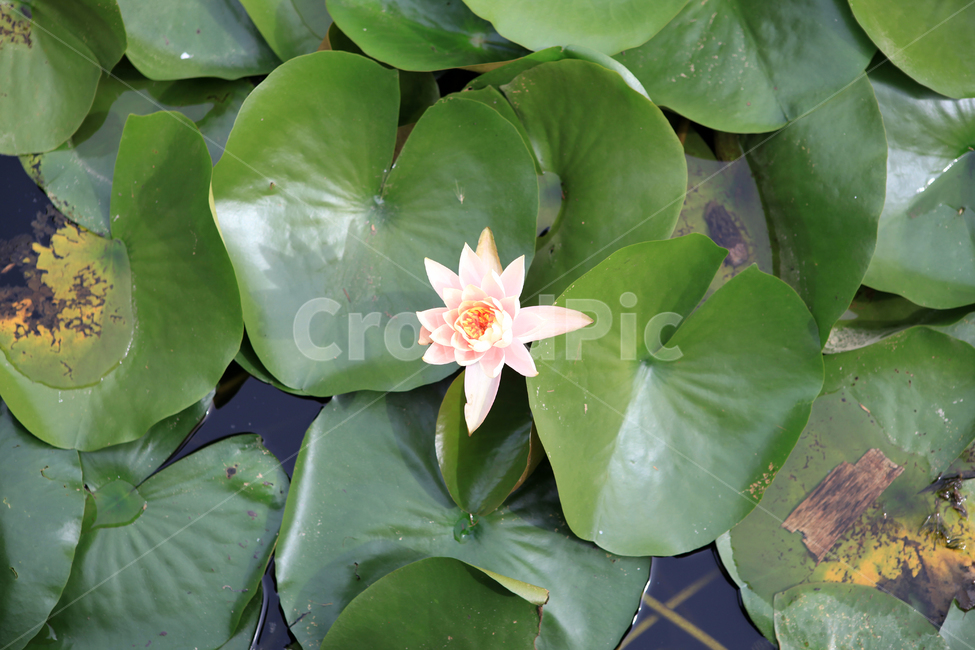 lotus,연못,plant,식물,꽃,flower,식물,자연,plants,nature,꽃,flower