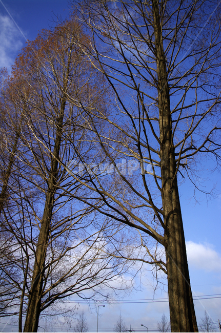 메타세콰이어,나무,가로수,겨울,하늘,식물,자연,plants,nature,나무,trees,wood