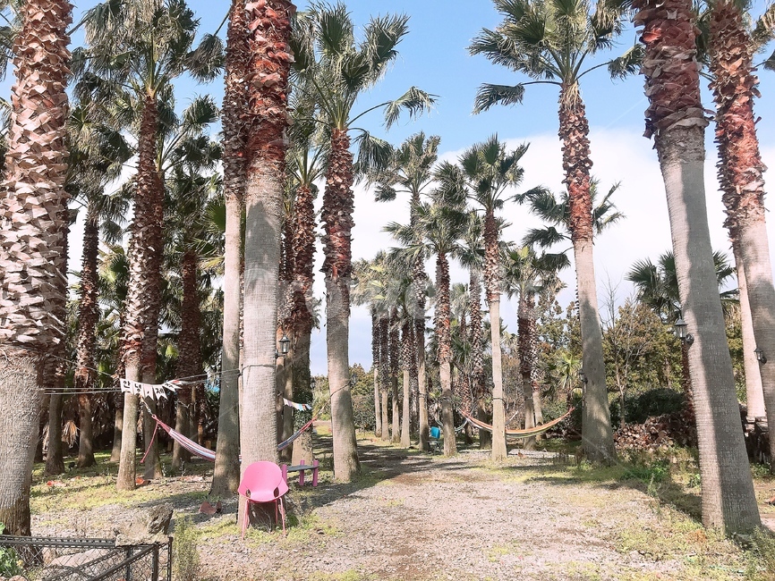제주도,나무,야자수,jeju,tree,palm