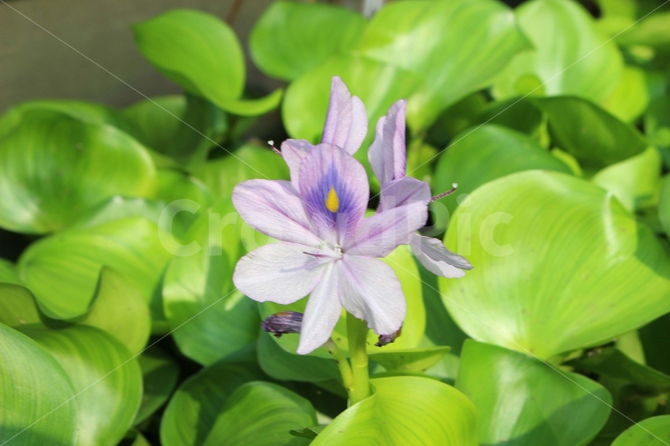 꽃,들꽃,봄,보라,보라색,풀,식물,초록,초록색,잎,가지,flower,식물,자연,plants,nature,꽃,flower