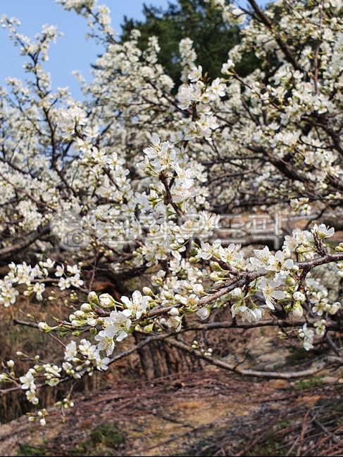 plant,plum blossom,flower