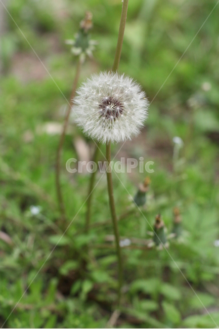 민들레,자연,꽃,풍경,민들레홀씨,식물,자연,plants,nature,꽃,flower