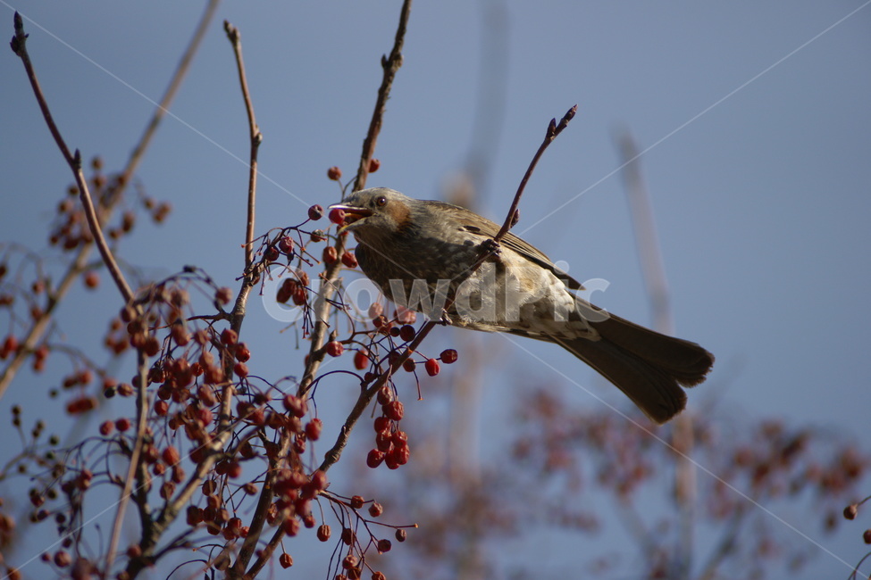 직박구리,열매,조류,텃새,새,동물,animal,조류,새,birds
