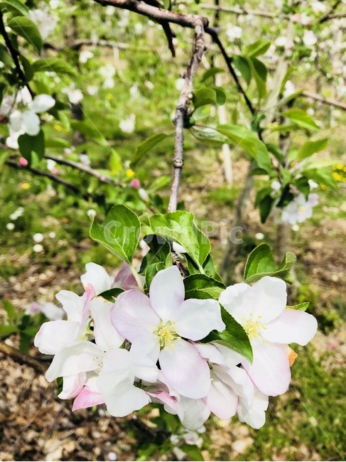 사과꽃,나무,사과나무,봄,plant,식물,flower,blossom,꽃