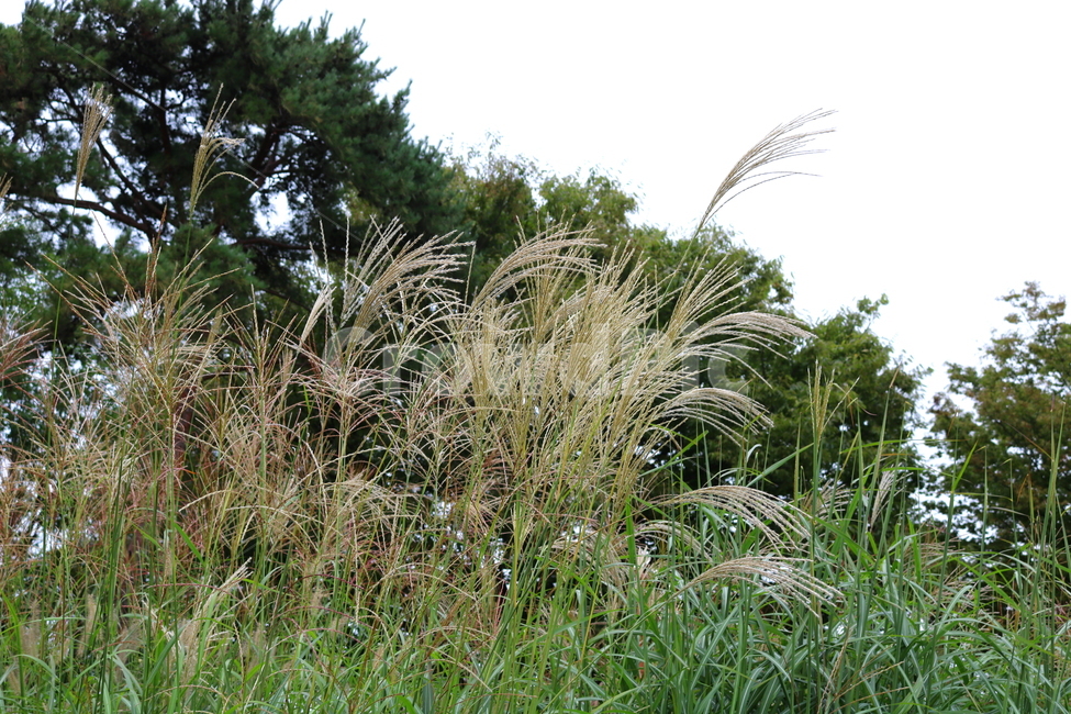 억새,풀,억새풀,식물,자연,들풀,두영,가을,식물,자연,plants,nature