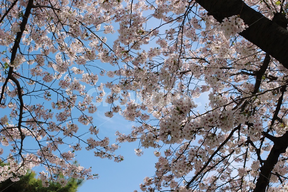 cherryblossom,벚꽃,blossom,벚꽃나무,벚꽃잎,plant,식물,꽃,flower,봄꽃,봄,spring,3월,4월,march,april,봄,계절,spring,season