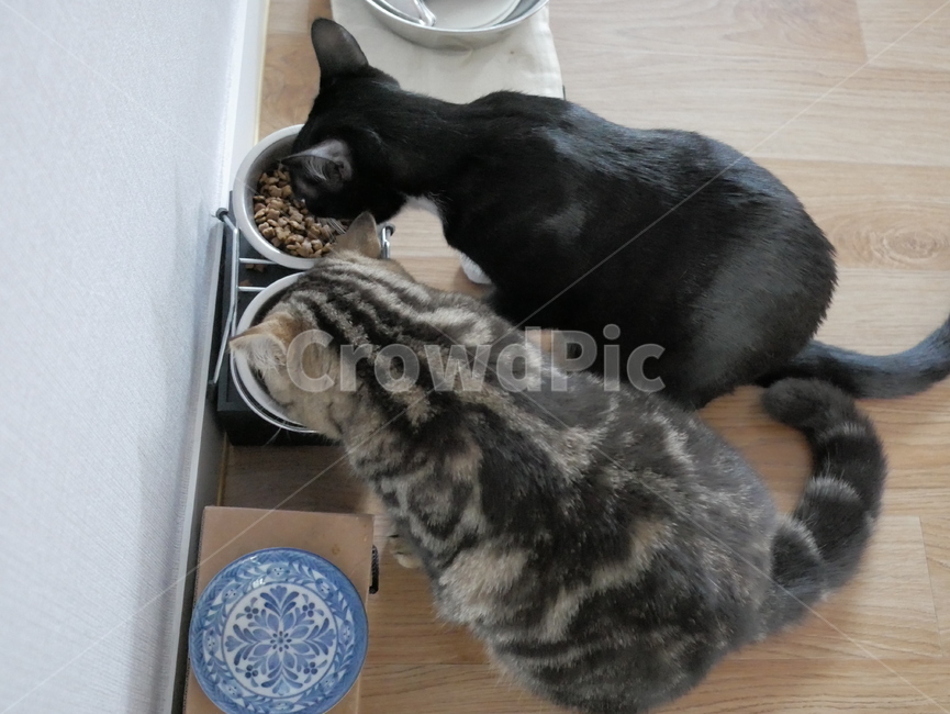 고양이,개냥이,아기고양이,아깽이,뚱냥이,애교,귀여운,검은고양이,얼룩고양이,호기심,동물,animal,포유류,mammal,고양이,cat,kitten,kitty