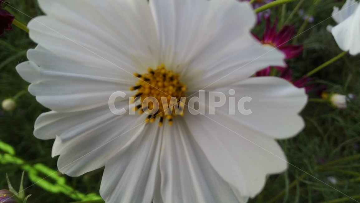 식물,꽃,flower,이쁘다,화려한