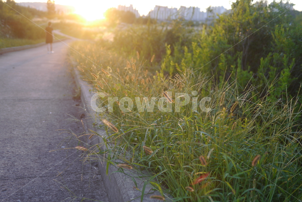 플레어,light,빛,자연,사람