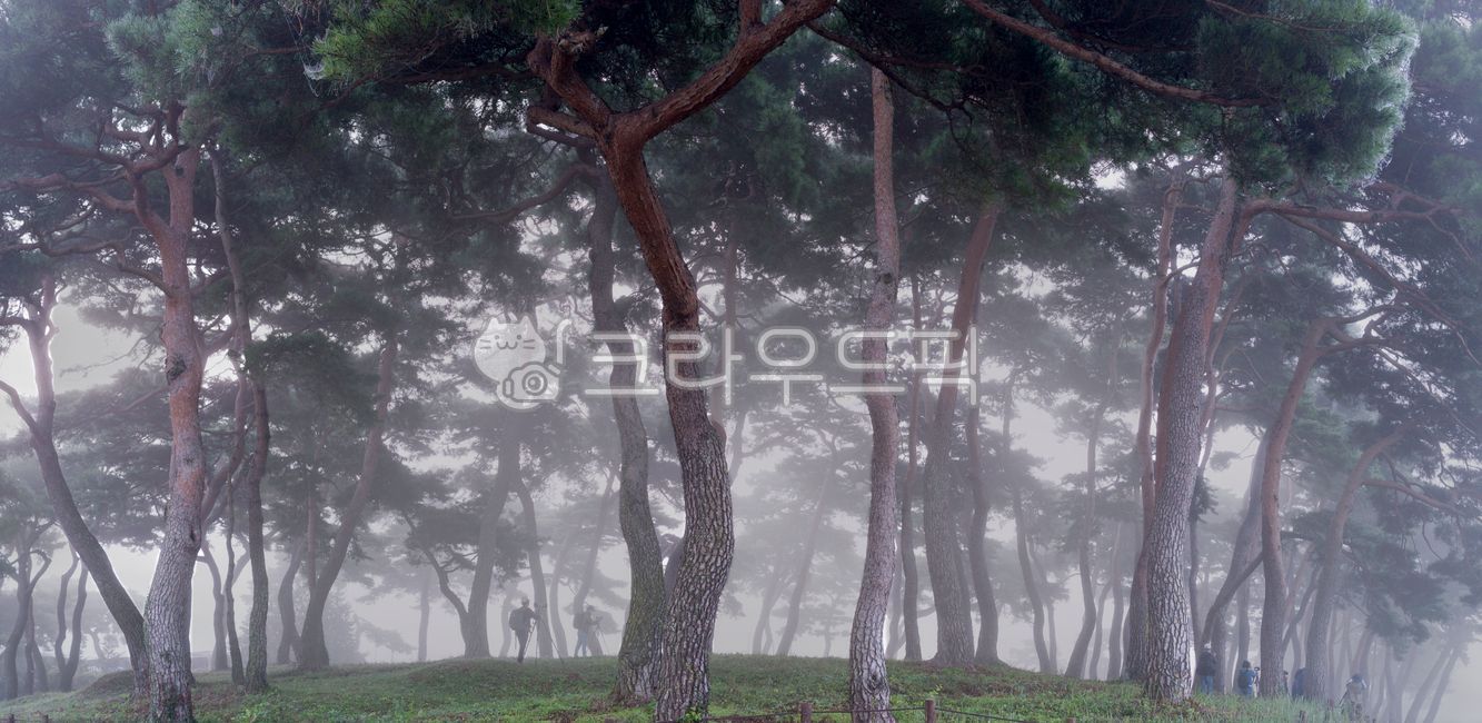 pine tree,forest,out of focus,mist,dawn fog,tree trunk,Mangchi,Boseonggun,weather,pine forest,Fog,nature,pine needles,leaf,morning,subtle,panorama,outdoors,dawn,Pine Tree Garden,fog