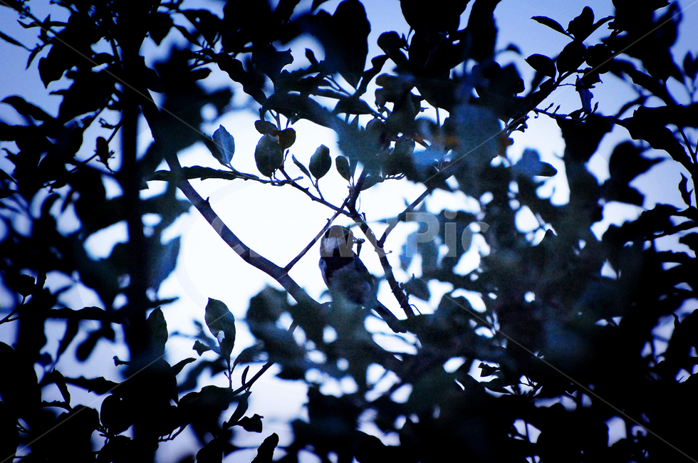 두견새,종달새,나무,새벽,animal,동물,bird,새,식물,leaf,잎,나무,trees,wood,조류,새,birds