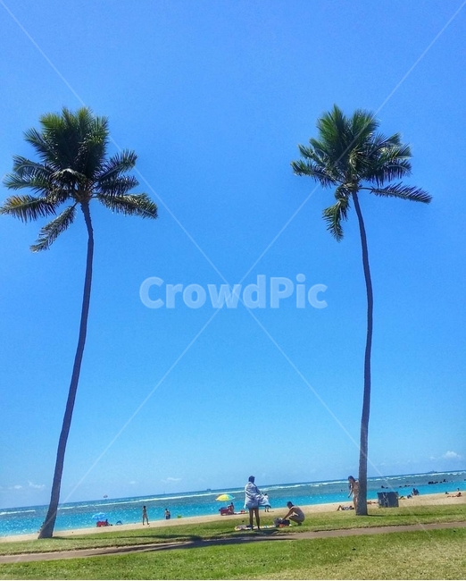 summer,여름,plant,식물,tree,나무,palmtree,야자수,person,사람,바다,sea,하와이,hawaii,자연,풍경,nature,landscape