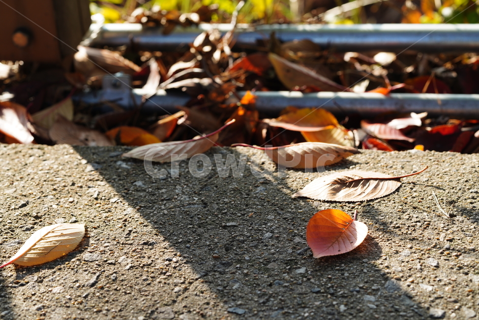 낙엽,계절,가을,잎,생물,생명,식물,컬러,색감,가을,계절,fall,autumn,season