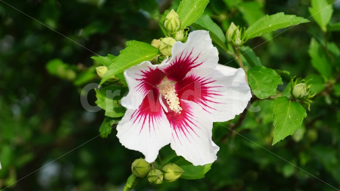 무궁화,꽃,플라워,식물,자연,이파리,꽃봉오리,나무,국화,한국,flower,nature,tree,꽃사진,감성,감성사진,계절,season,풍경,landscape,plants,여름꽃,경치,접사,마크로,macro,힐링,healing,snap,스냅,식물,자연,plants,nature,꽃,flower