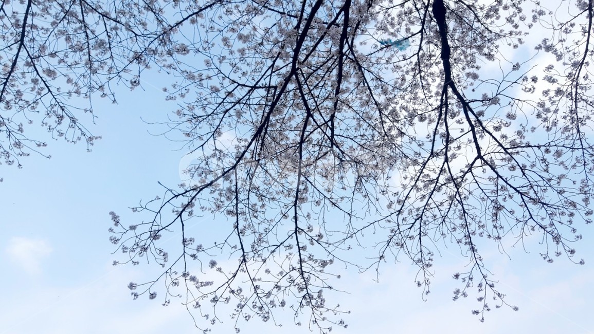 벚꽃,봄,꽃,분위기,벚나무,봄,계절,spring,season,tree,나무,plant,식물