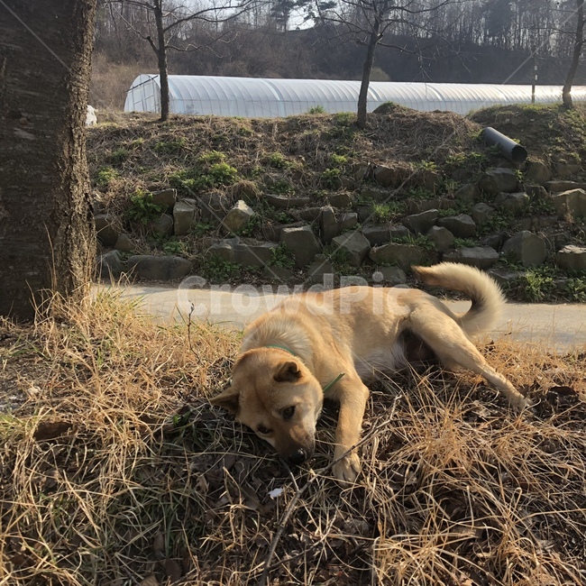 강아지,누렁이,멍멍이,댕댕이,개,시골,시골개