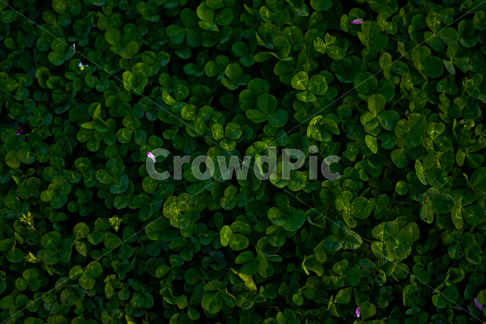 봄,뽐꽃,꽃,계절,식물,감성,자연,야생화,들꽃,식물,자연,plants,nature,꽃,flower