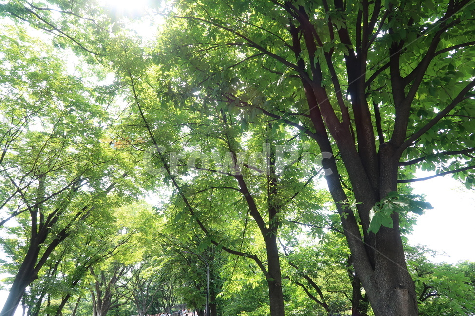 자연,나무,숲,풍경,nature,tree,forest,들판,식물,힐링,초록색,green,햇살,햇빛,빛
