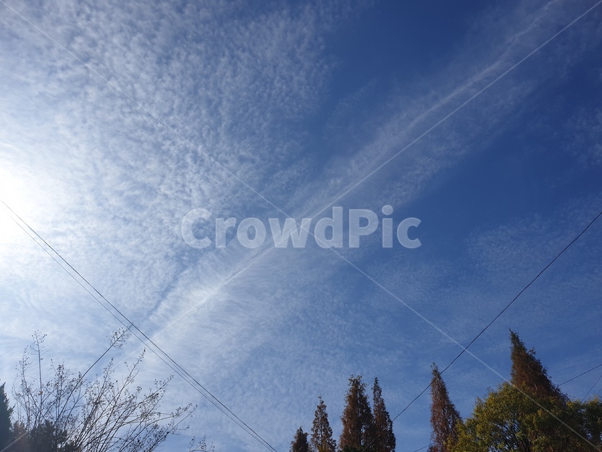 하늘,sky,구름,나무,낮,tree,푸른,cloud,식물