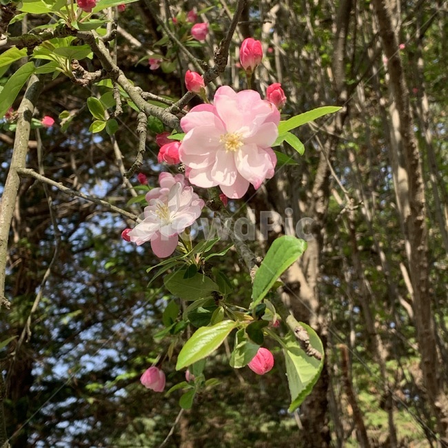 plant,식물,blossom,꽃,모과