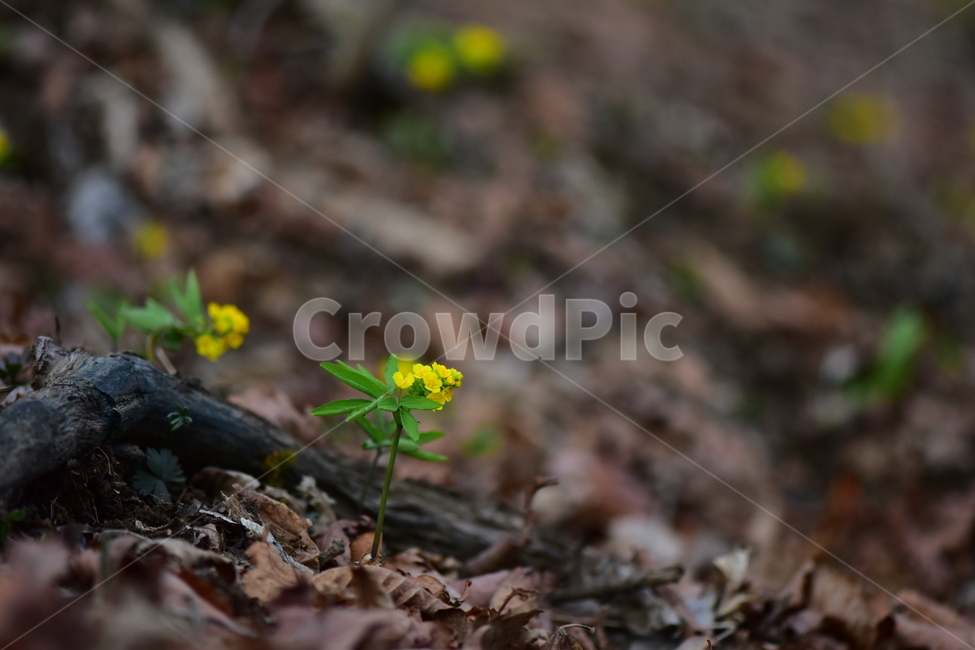 한계령풀,야생화,봄,꽃,풀꽃,자연,식물,식생,plants,nature,spring,season,flower
