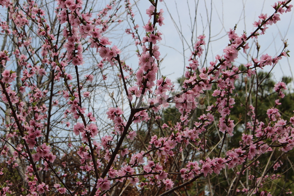 벚꽃,자연,감성,봄,dslr,하늘,벚꽃종류,봄,계절,spring,season,자연,풍경,nature,landscape,식물,plants,꽃,flower,plant,blossom