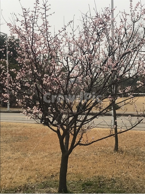 벚꽃,꽃구경,데이트,봄,따뜻함