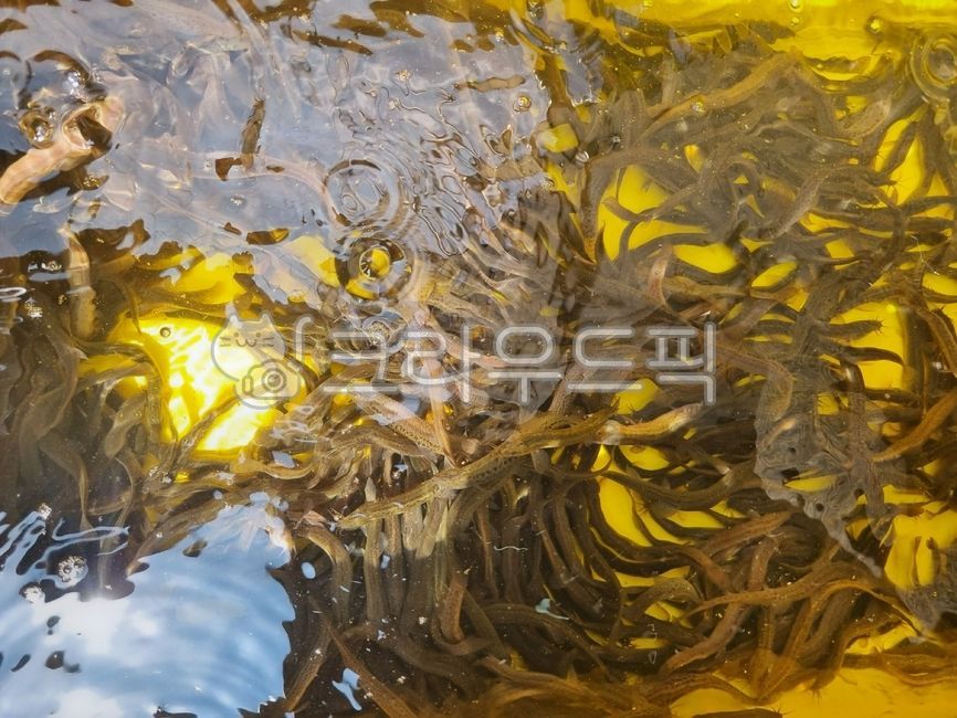 미꾸라지,민물고기,생물,fish,미꾸리,식재료,음식재료,요리재료,국내산,국산,loach,자연산,생선,추어탕재료,식용물고기,식용,물고기,freshwaterfish,food,chutang,loachsoup,edible,ediblefish,어류,fishes,foodingredients,cookingmaterial,foodstuff,수족관,aquarium,수산물,marineproducts,chueotangingredients,slipperyloach,mudfish,chueotang,추어탕,edibility,loachfish,nativeloach,토종미꾸라지